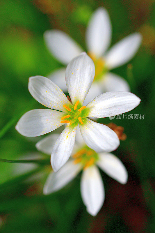 念珠风/雨百合/秋风百合/白色风花